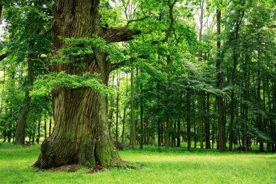 Der Wald – frischer Sauerstoff, weniger CO2